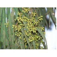 OLIO ESSENZIALE EUCALIPTO 100% PURO