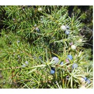 OLIO ESSENZIALE DI GINEPRO