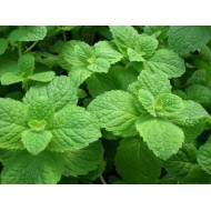OLIO ESSENZIALE MENTA PIPERITA PURO 100% NATURALE